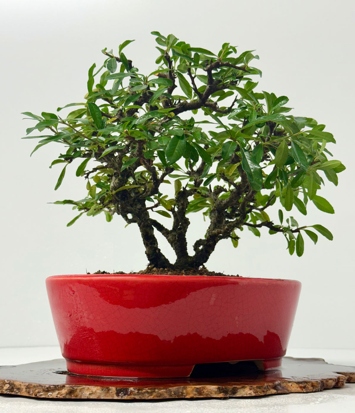 Pyracantha Clump Bonsai Tree – Firethorn Bonsai in Chinese Yixing Pot 35 x 30 cm