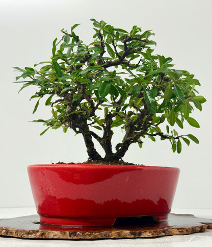 Pyracantha Clump Bonsai Tree – Firethorn Bonsai in Chinese Yixing Pot 35 x 30 cm