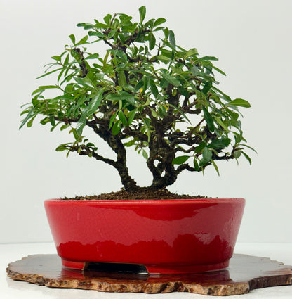 Pyracantha Clump Bonsai Tree – Firethorn Bonsai in Chinese Yixing Pot 35 x 30 cm