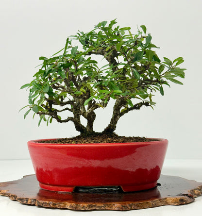 Pyracantha Clump Bonsai Tree – Firethorn Bonsai in Chinese Yixing Pot 35 x 30 cm