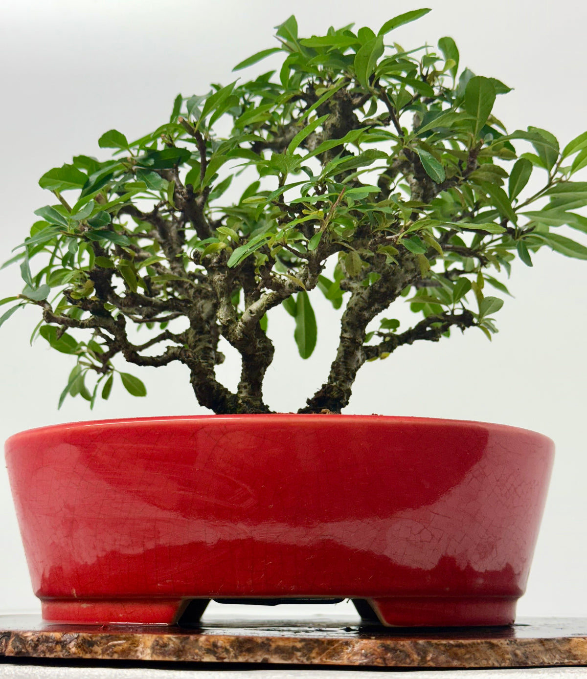 Pyracantha Clump Bonsai Tree – Firethorn Bonsai in Chinese Yixing Pot 35 x 30 cm
