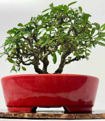 Pyracantha Clump Bonsai Tree – Firethorn Bonsai in Chinese Yixing Pot 35 x 30 cm