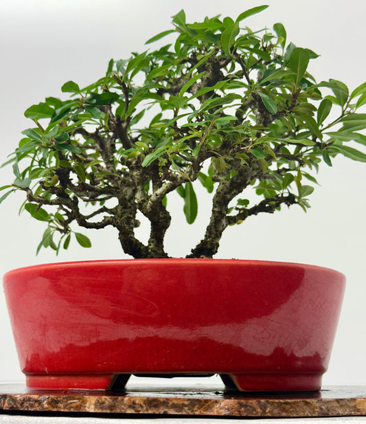 Pyracantha Clump Bonsai Tree – Firethorn Bonsai in Chinese Yixing Pot 35 x 30 cm
