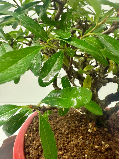 Pyracantha Clump Bonsai Tree – Firethorn Bonsai in Chinese Yixing Pot 35 x 30 cm