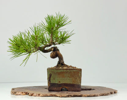 Black Pine Shohin Bonsai Tree