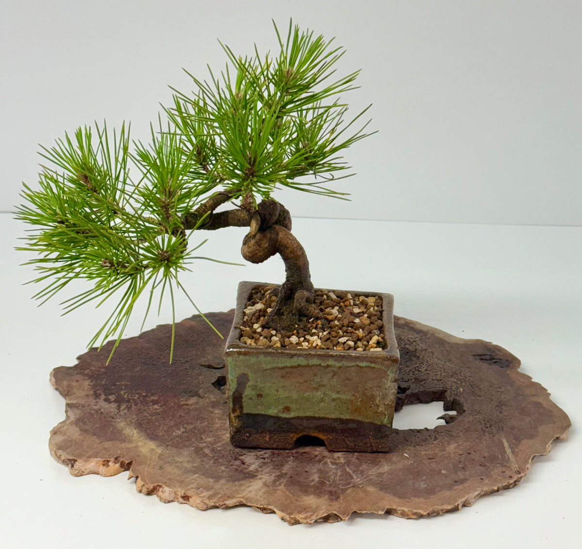 Black Pine Shohin Bonsai Tree