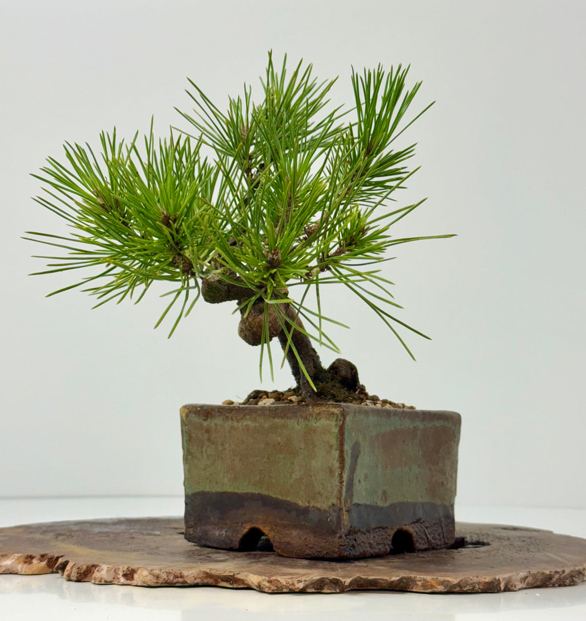Black Pine Shohin Bonsai Tree