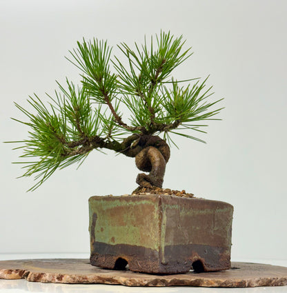 Black Pine Shohin Bonsai Tree