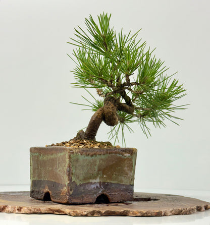 Black Pine Shohin Bonsai Tree