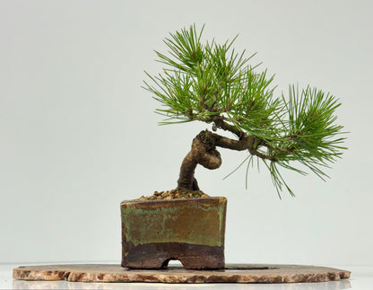 Black Pine Shohin Bonsai Tree
