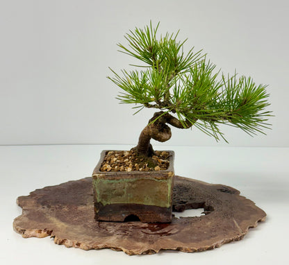 Black Pine Shohin Bonsai Tree