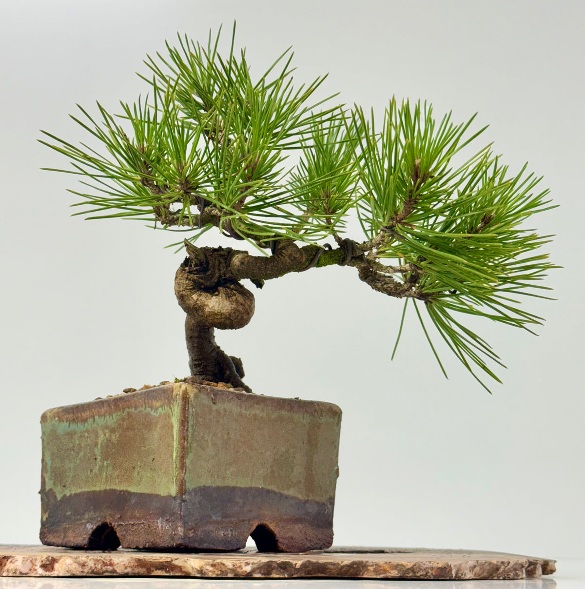 Black Pine Shohin Bonsai Tree