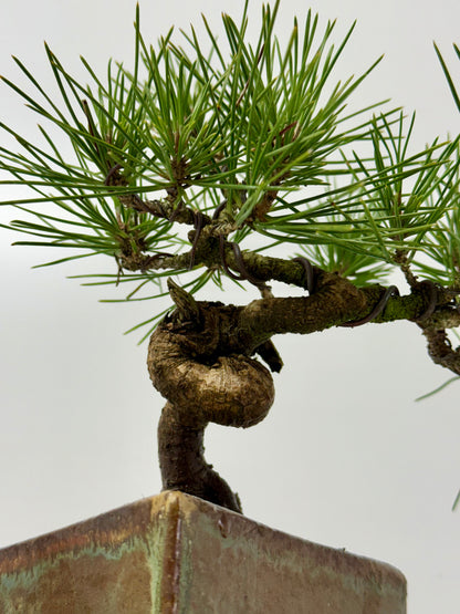 Black Pine Shohin Bonsai Tree