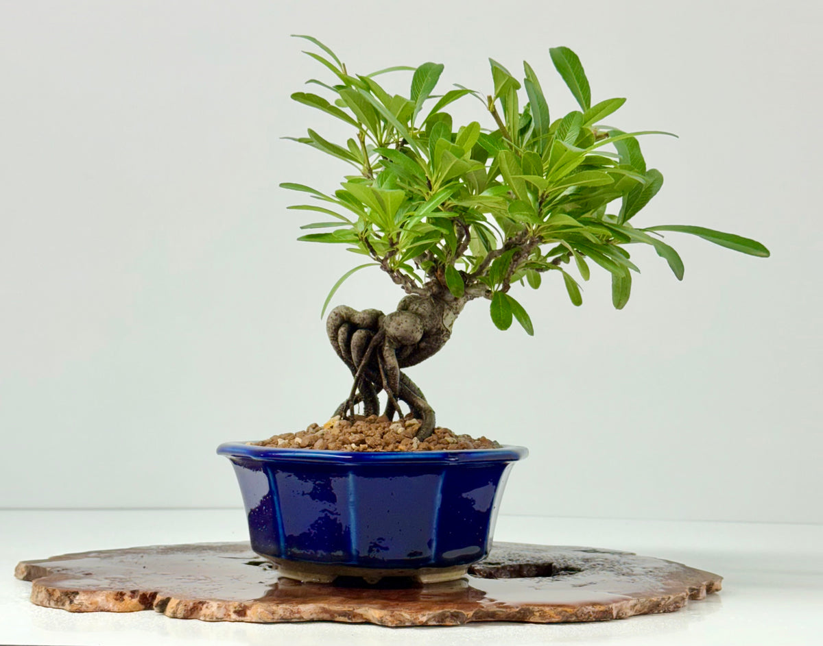 Pyracantha Bonsai Tree – Firethorn Bonsai in Chinese Yixing Pot 29 cm