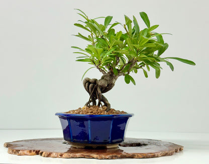 Pyracantha Bonsai Tree – Firethorn Bonsai in Chinese Yixing Pot 29 cm