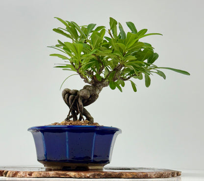 Pyracantha Bonsai Tree – Firethorn Bonsai in Chinese Yixing Pot 29 cm
