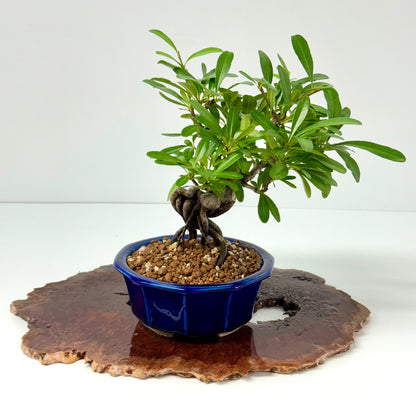 Pyracantha Bonsai Tree – Firethorn Bonsai in Chinese Yixing Pot 29 cm