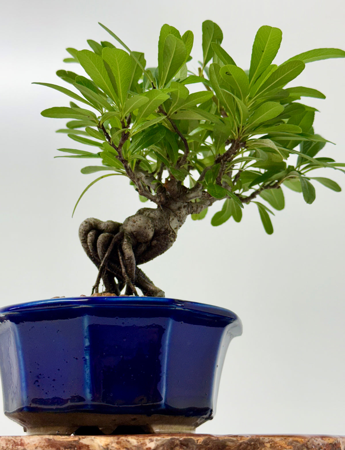 Pyracantha Bonsai Tree – Firethorn Bonsai in Chinese Yixing Pot 29 cm