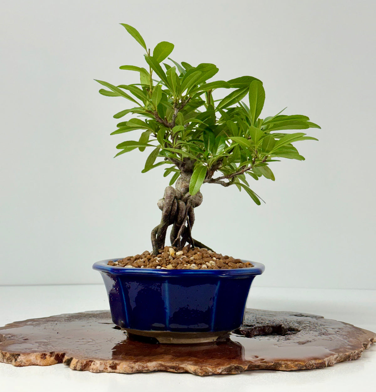 Pyracantha Bonsai Tree – Firethorn Bonsai in Chinese Yixing Pot 29 cm