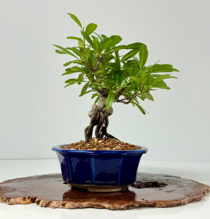 Pyracantha Bonsai Tree – Firethorn Bonsai in Chinese Yixing Pot 29 cm