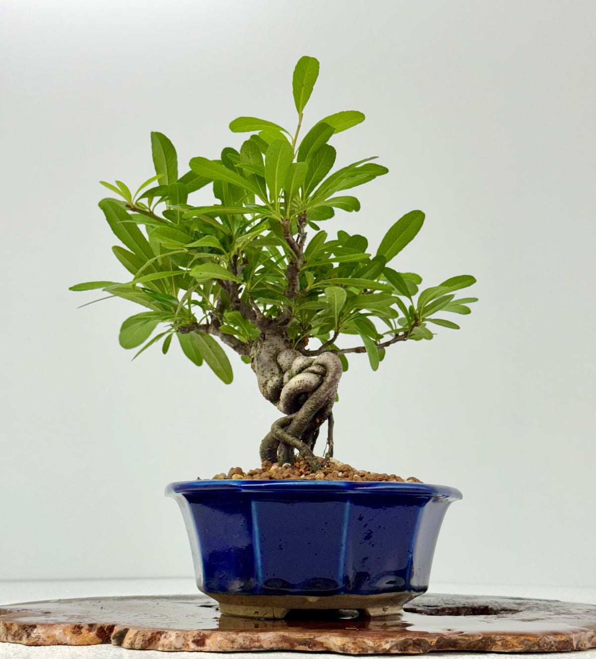 Pyracantha Bonsai Tree – Firethorn Bonsai in Chinese Yixing Pot 29 cm