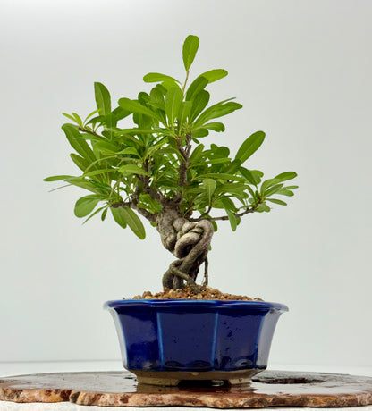 Pyracantha Bonsai Tree – Firethorn Bonsai in Chinese Yixing Pot 29 cm