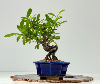 Pyracantha Bonsai Tree – Firethorn Bonsai in Chinese Yixing Pot 29 cm