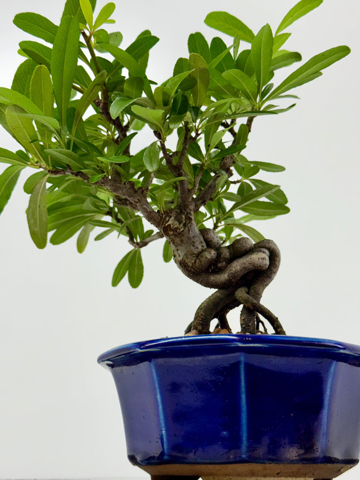 Pyracantha Bonsai Tree – Firethorn Bonsai in Chinese Yixing Pot 29 cm