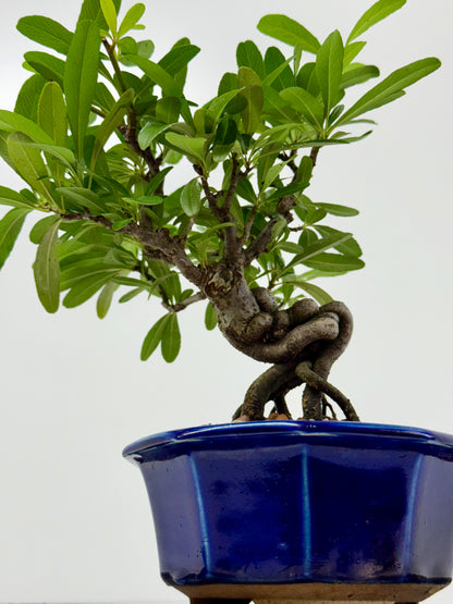 Pyracantha Bonsai Tree – Firethorn Bonsai in Chinese Yixing Pot 29 cm