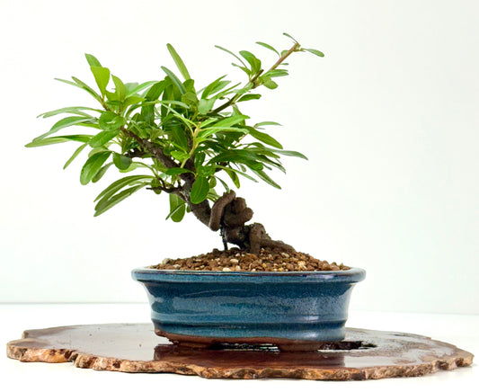 Pyracantha Bonsai Tree – Firethorn Bonsai in Chinese Pot 25 cm