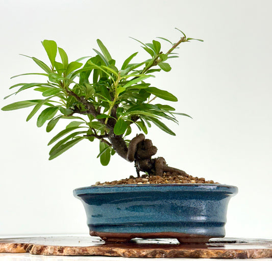 Pyracantha Bonsai Tree – Firethorn Bonsai in Chinese Pot 25 cm