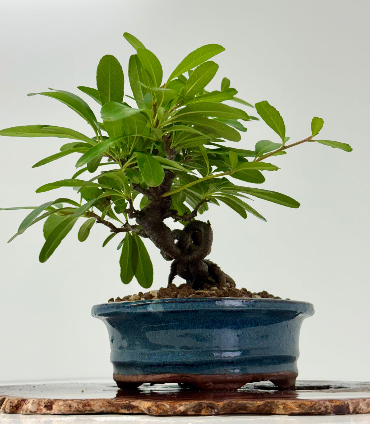 Pyracantha Bonsai Tree | Firethorn Bonsai | 25cm UK