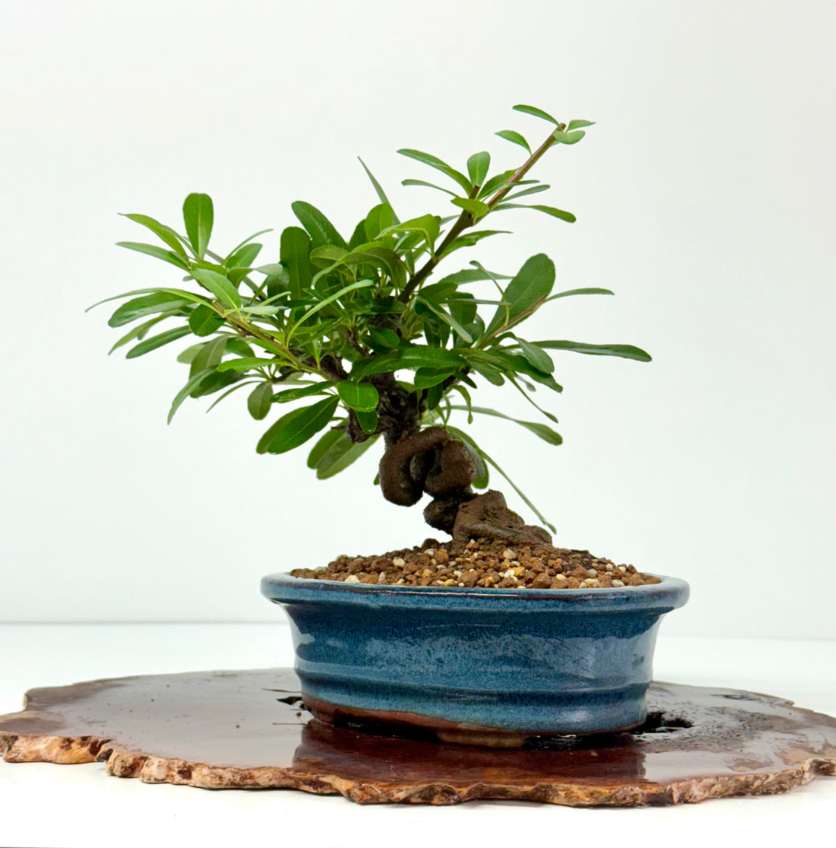 Pyracantha Bonsai Tree | Firethorn Bonsai | 25cm UK