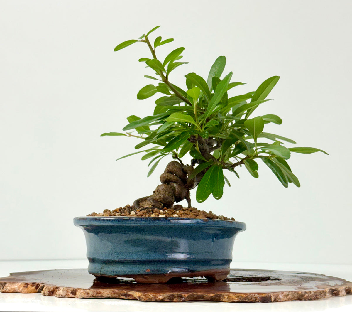 Pyracantha Bonsai Tree | Firethorn Bonsai | 25cm UK