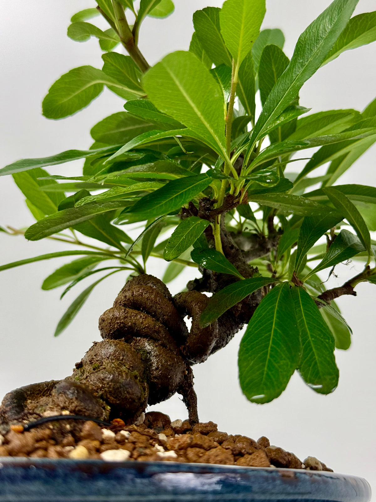 Pyracantha Bonsai Tree | Firethorn Bonsai | 25cm UK