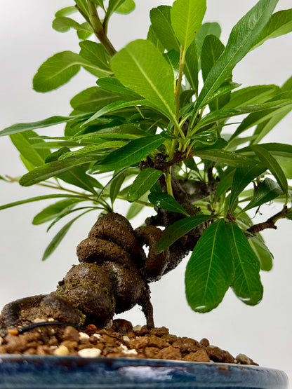 Pyracantha Bonsai Tree | Firethorn Bonsai | 25cm UK