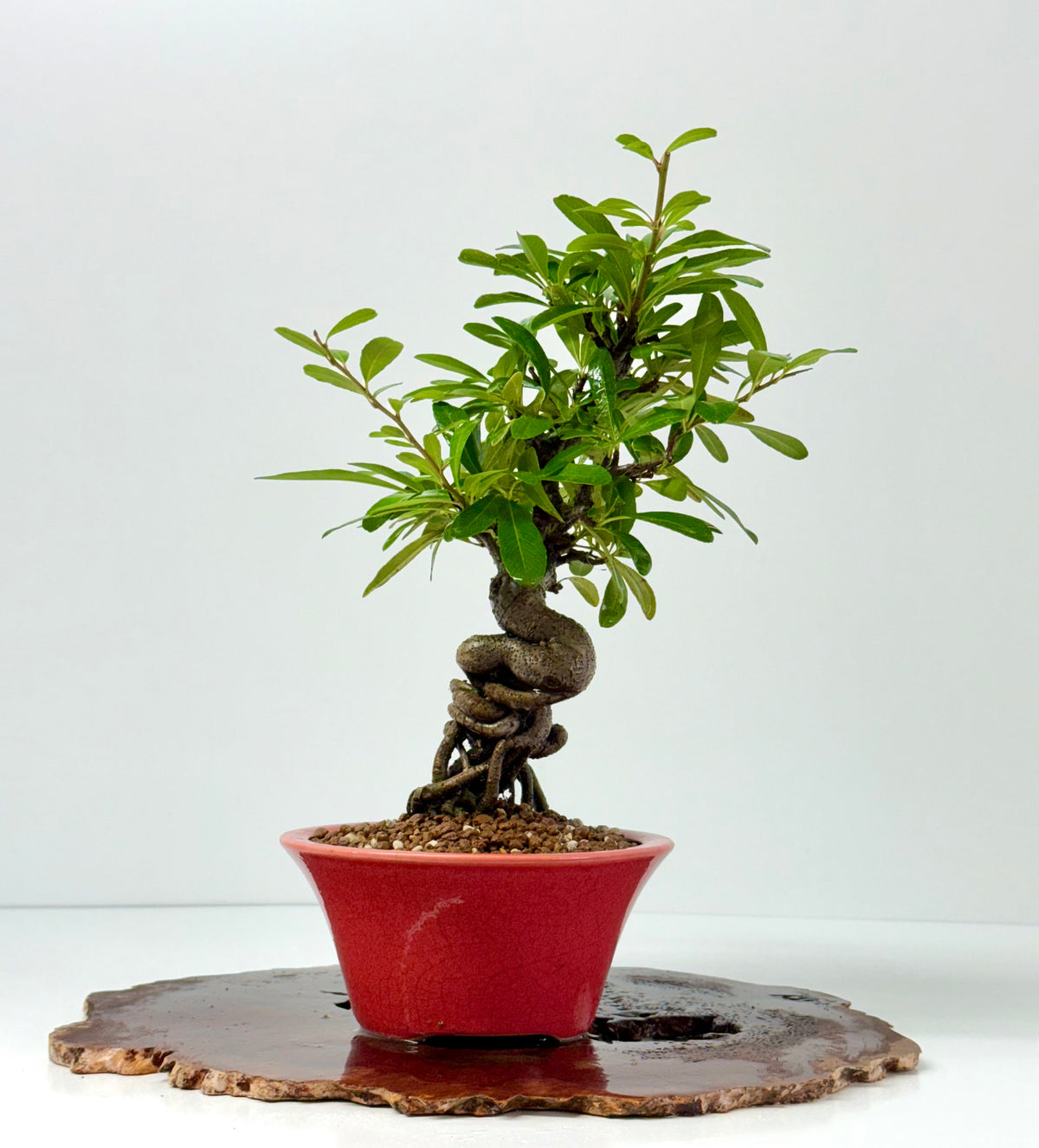 Pyracantha Bonsai Tree – Firethorn Bonsai in Chinese Yixing Pot 35 cm