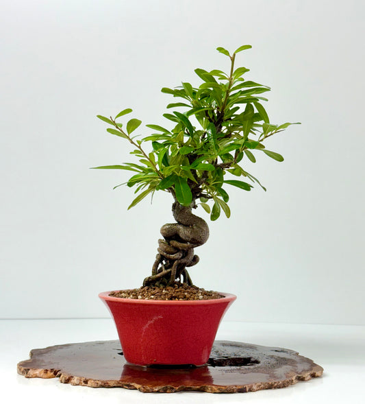 Pyracantha Bonsai Tree – Firethorn Bonsai in Chinese Yixing Pot 35 cm