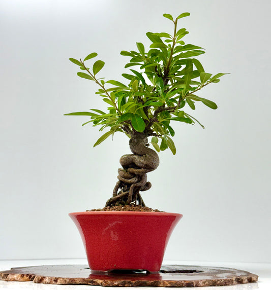 Pyracantha Bonsai Tree – Firethorn Bonsai in Chinese Yixing Pot 35 cm