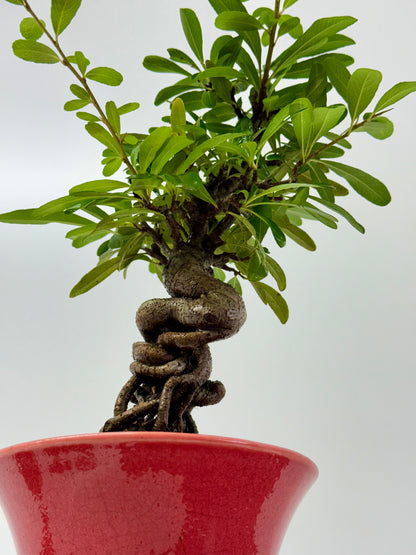 Pyracantha Bonsai Tree – Firethorn Bonsai in Chinese Yixing Pot 35 cm