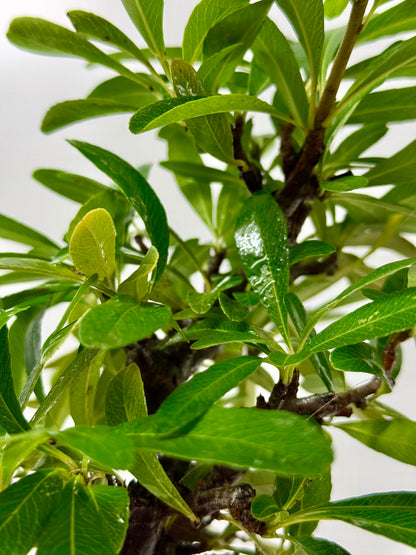 Pyracantha Bonsai Tree – Firethorn Bonsai in Chinese Yixing Pot 35 cm