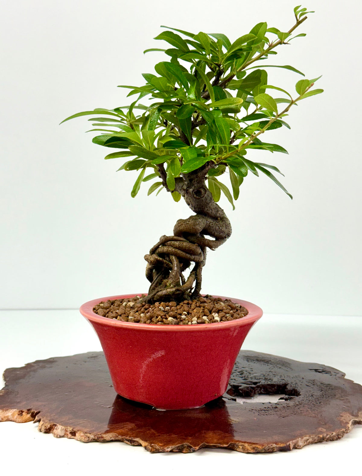 Pyracantha Bonsai Tree – Firethorn Bonsai in Chinese Yixing Pot 35 cm