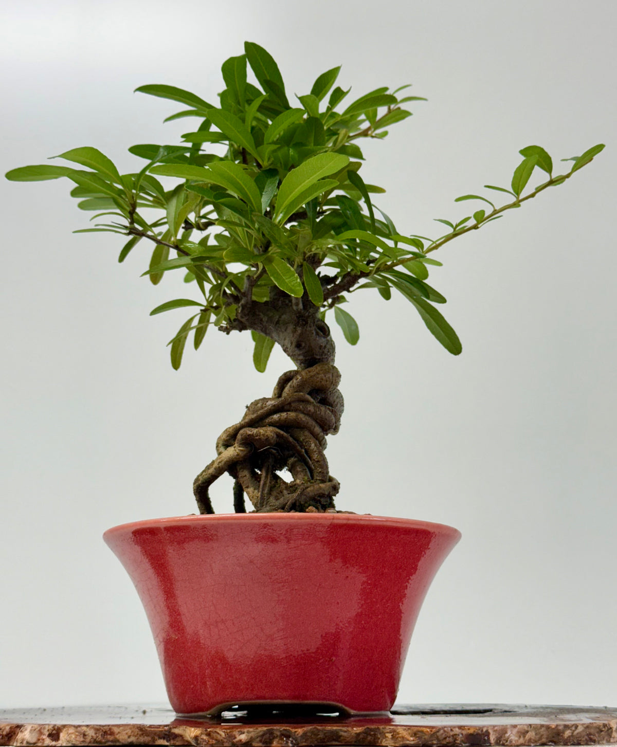 Pyracantha Bonsai Tree – Firethorn Bonsai in Chinese Yixing Pot 35 cm
