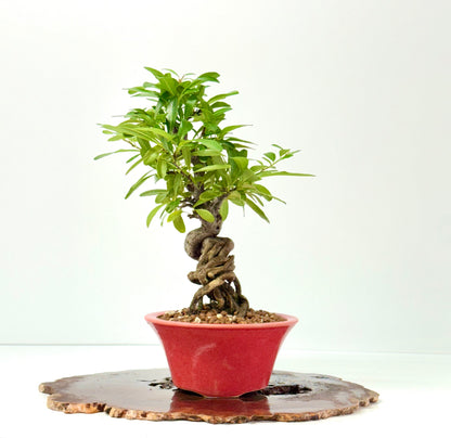 Pyracantha Bonsai Tree – Firethorn Bonsai in Chinese Yixing Pot 35 cm