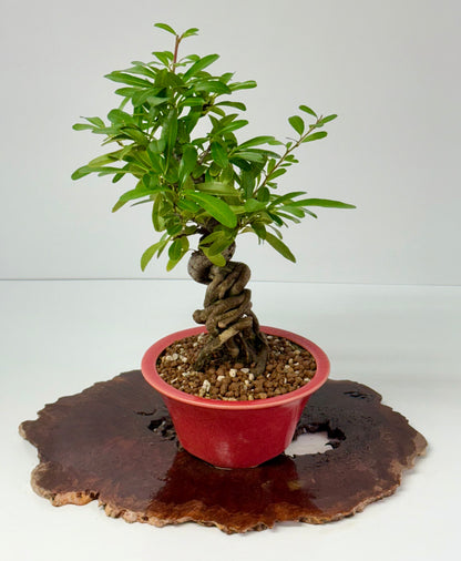 Pyracantha Bonsai Tree – Firethorn Bonsai in Chinese Yixing Pot 35 cm