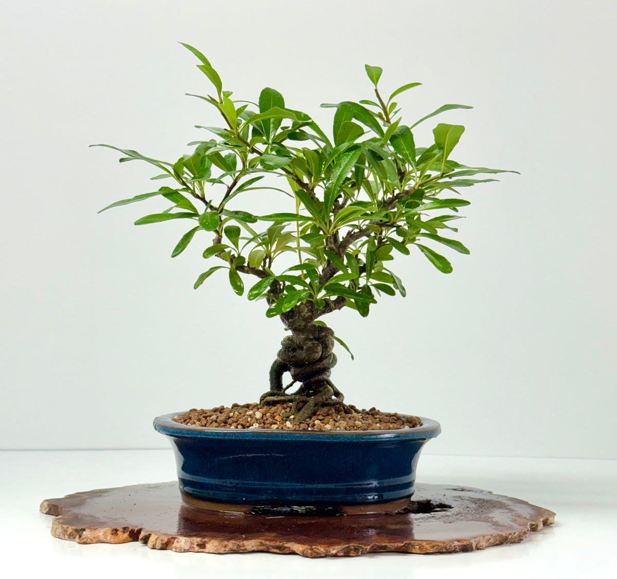 Pyracantha Bonsai Tree – Firethorn Bonsai in Chinese Pot 33 cm