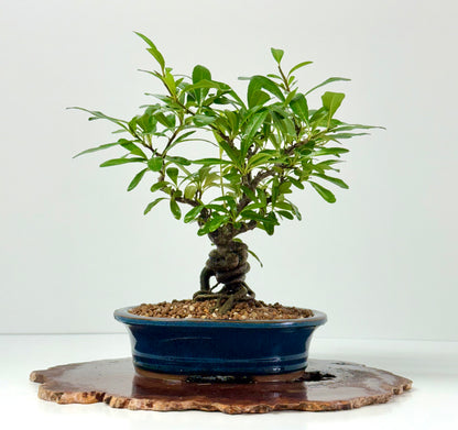 Pyracantha Bonsai Tree – Firethorn Bonsai in Chinese Pot 33 cm