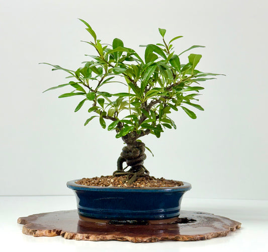 Pyracantha Bonsai Tree – Firethorn Bonsai in Chinese Pot 33 cm