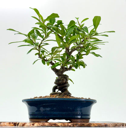 Pyracantha Bonsai Tree – Firethorn Bonsai in Chinese Pot 33 cm