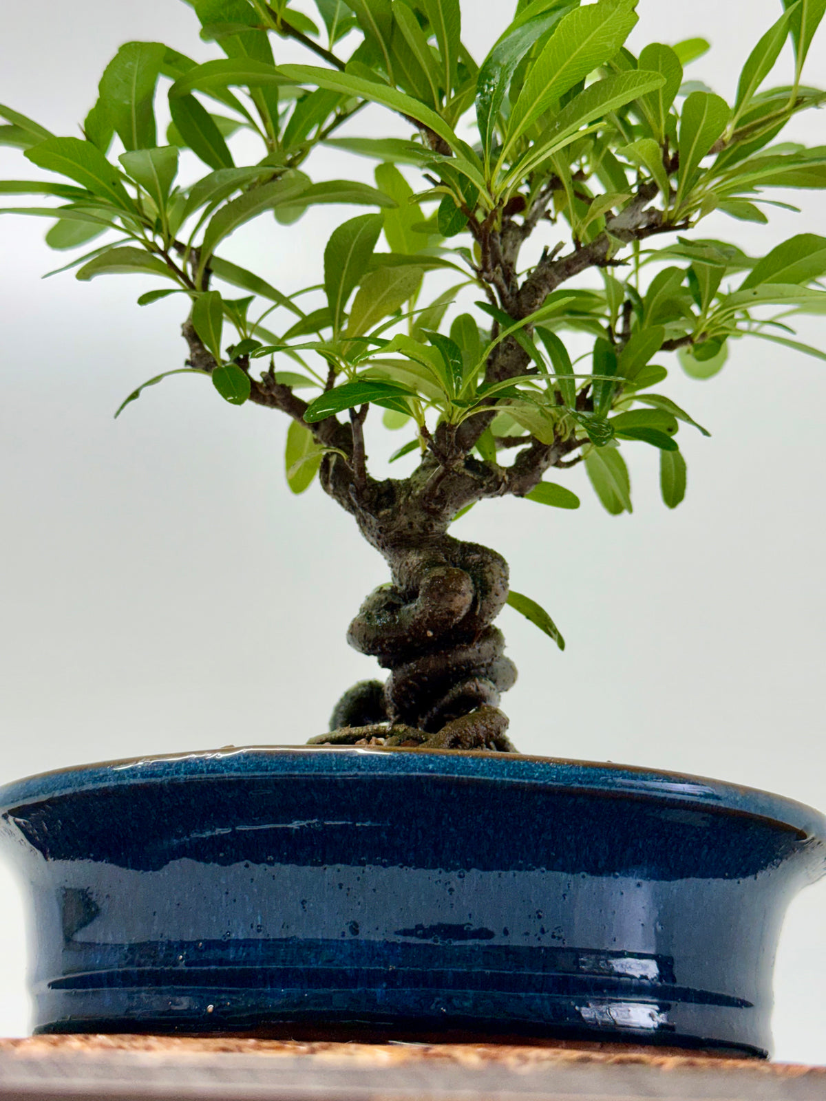 Pyracantha Bonsai Tree – Firethorn Bonsai in Chinese Pot 33 cm